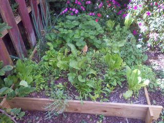 A no dig vegetable garden